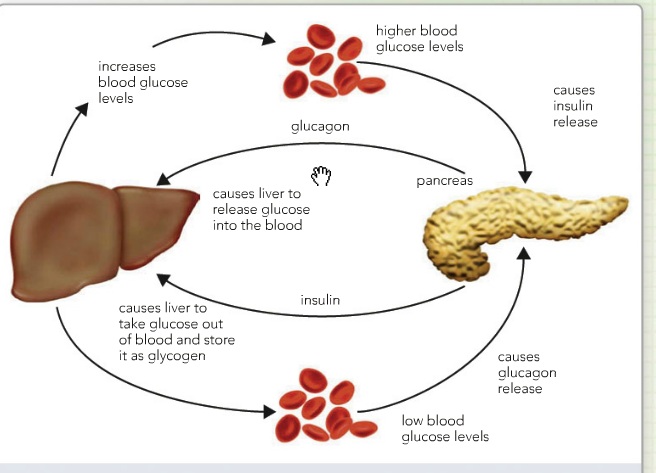 Production Of Glucose By The Liver Medication Management Llc