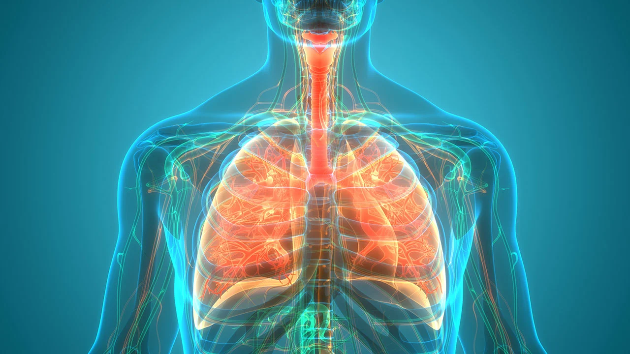 Pulmonary System